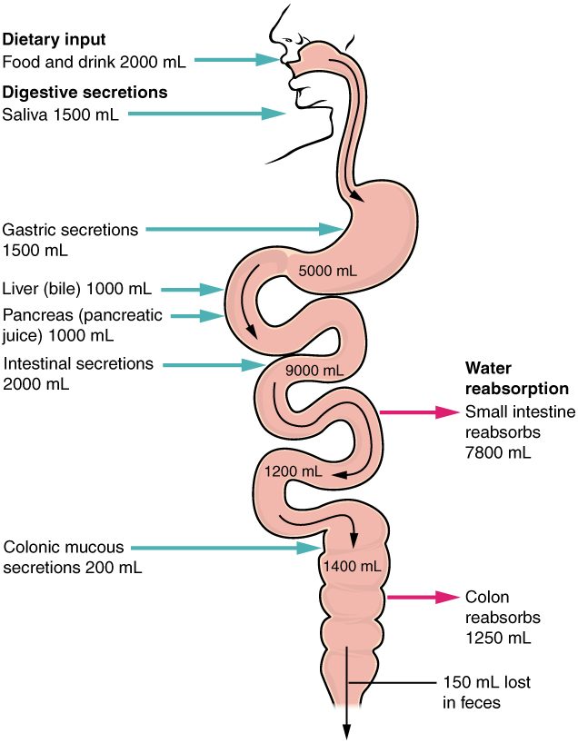 The digestive tract drawn as one long tube from mouth to anus, with arrows showing water entering and leaving each day. Arrows in: food and drink 2000 mL, saliva 1500 mL, gastric secretions 1500 mL, bile 1000 mL, pancreatic juice 1000 mL, intestinal secretions 2000 mL, and colonic mucous secretions 200 mL. Volumes inside the tube: 5000 mL after the stomach, 9000 mL in the upper small intestine, 1200 mL at its end and 1400 mL in the colon. Arrows out: the small intestine reabsorbs 7800 mL, the colon reabsorbs 1250 mL, and 150 mL is lost in the feces.