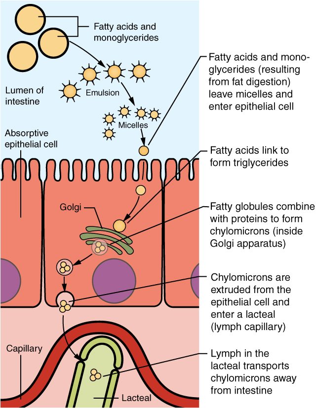 A cross-section of the intestinal lining. At the top, in the lumen, large round fat droplets become small spiky droplets (an emulsion) and then tiny clusters (micelles). From a micelle, a small lipid droplet crosses the brush border of an absorptive cell. Inside the cell it joins others near the green Golgi apparatus, is packed into a small round particle, and leaves through the bottom of the cell. Below the cell, the particle enters a pale green blind-ended lymph vessel (a lacteal) that sits inside a loop of red blood capillary.