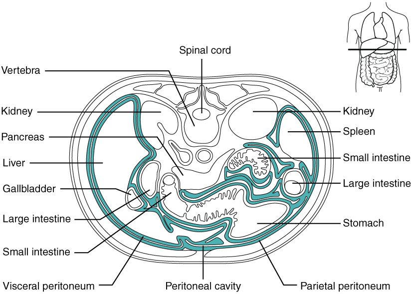 A cross section through the upper abdomen, with the back at the top of the drawing. A thick blue-green band traces a membrane that lines the inside of the body wall and folds inward to wrap the stomach, the intestines, the liver and the spleen, leaving a thin space between its two layers. The kidneys and pancreas sit against the back wall, behind the membrane.