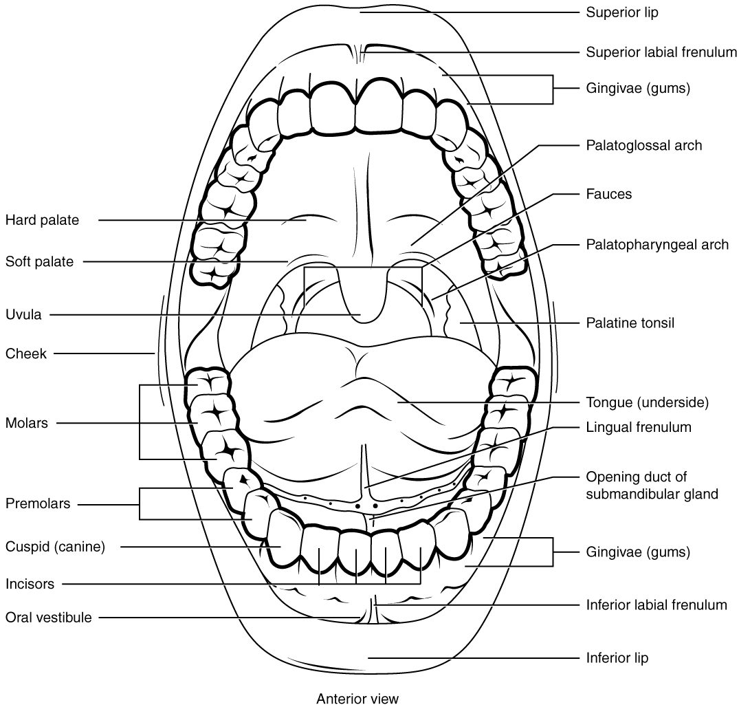 A front view into a wide-open mouth. The upper and lower rows of teeth form two arches, with flat cutting teeth at the front, a pointed tooth at each corner and broad grinding teeth toward the back. Above is the bony front of the roof of the mouth and the soft back part with a small hanging flap in the middle. Arches of tissue at the back frame the opening to the throat, with a tonsil between them on each side. The tongue is raised, showing the fold of tissue under it and small duct openings on the floor of the mouth. Folds join the lips to the gums at the midline.