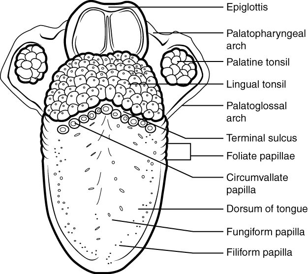 The upper surface of the tongue, with the throat and the flap above the voice box at the top. At the back of the tongue is a bumpy mass of lymphoid tissue, with a tonsil on each side between two arches. A V-shaped row of large round bumps crosses the tongue in front of it, a set of fold-like ridges sits on each side edge, and the rest of the surface is dotted with small mushroom-shaped and thread-like bumps.