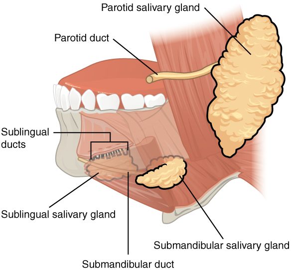 A side view of the face with the skin removed, showing three paired glands. A large lobed gland sits in front of the ear, and its duct runs forward across the cheek muscle to open inside the cheek near the upper back teeth. A smaller gland lies under the angle of the lower jaw, and a third lies under the tongue in the floor of the mouth, each with ducts opening under the tongue.