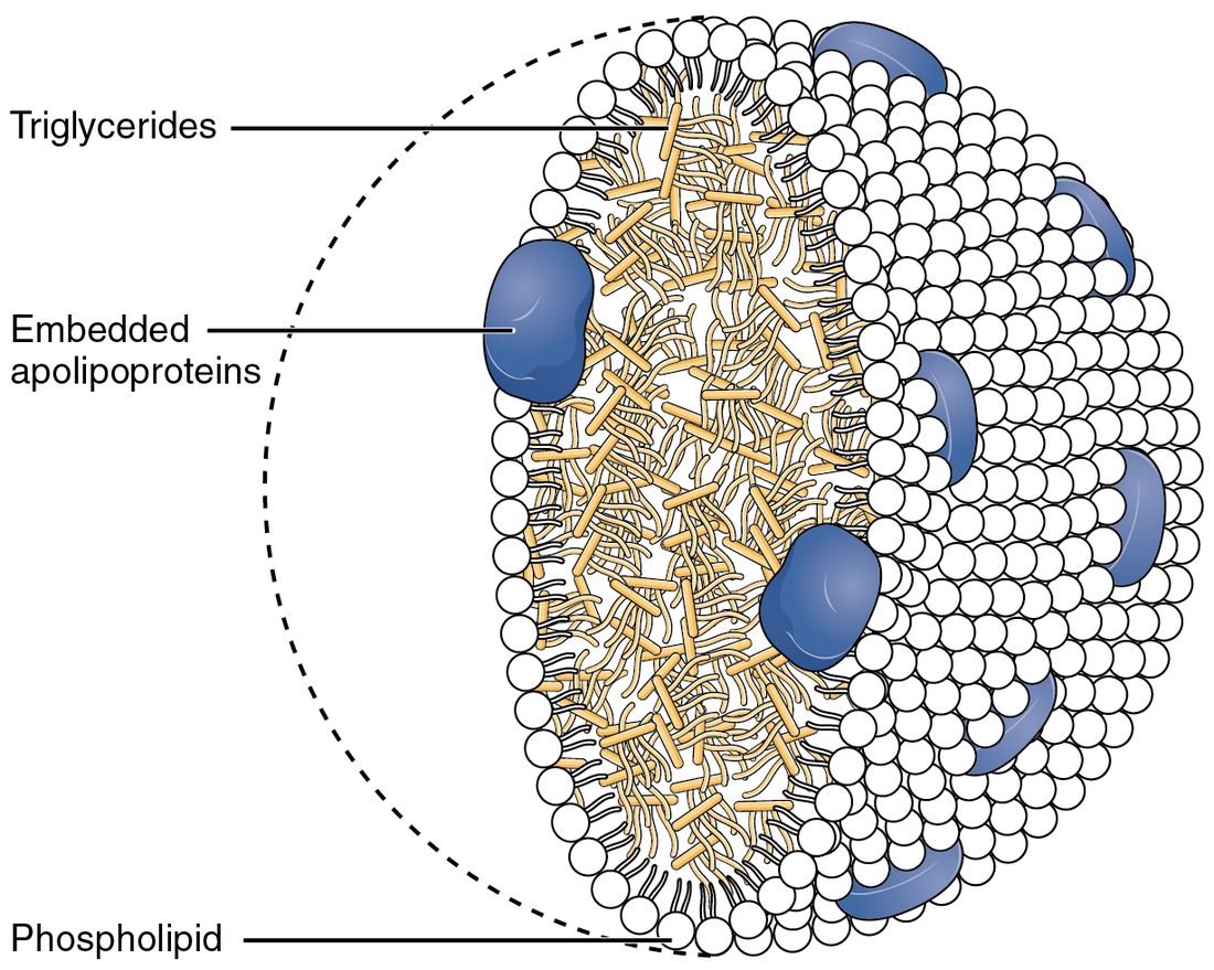 A cutaway drawing of a round lipid particle, shown half as a solid ball and half as a cross-section. The outer shell is a single layer of phospholipids, drawn as white heads facing outward with short tails pointing inward. Large blue proteins sit embedded in the shell, labeled as embedded apolipoproteins. The core, seen in the cut half, is packed with pale yellow rods and strands labeled as triglycerides.