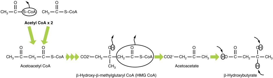 A reaction pathway drawn as chemical structures from left to right. Two acetyl CoA molecules join to form acetoacetyl CoA, a four-carbon chain still attached to coenzyme A. Several arrows lead to a six-carbon molecule labeled beta-hydroxy-beta-methylglutaryl CoA, or HMG CoA. Removing the part attached to coenzyme A leaves acetoacetate, a four-carbon molecule with a carboxylate group at one end and a ketone group near the other. Adding two hydrogen atoms to that ketone group turns acetoacetate into beta-hydroxybutyrate.