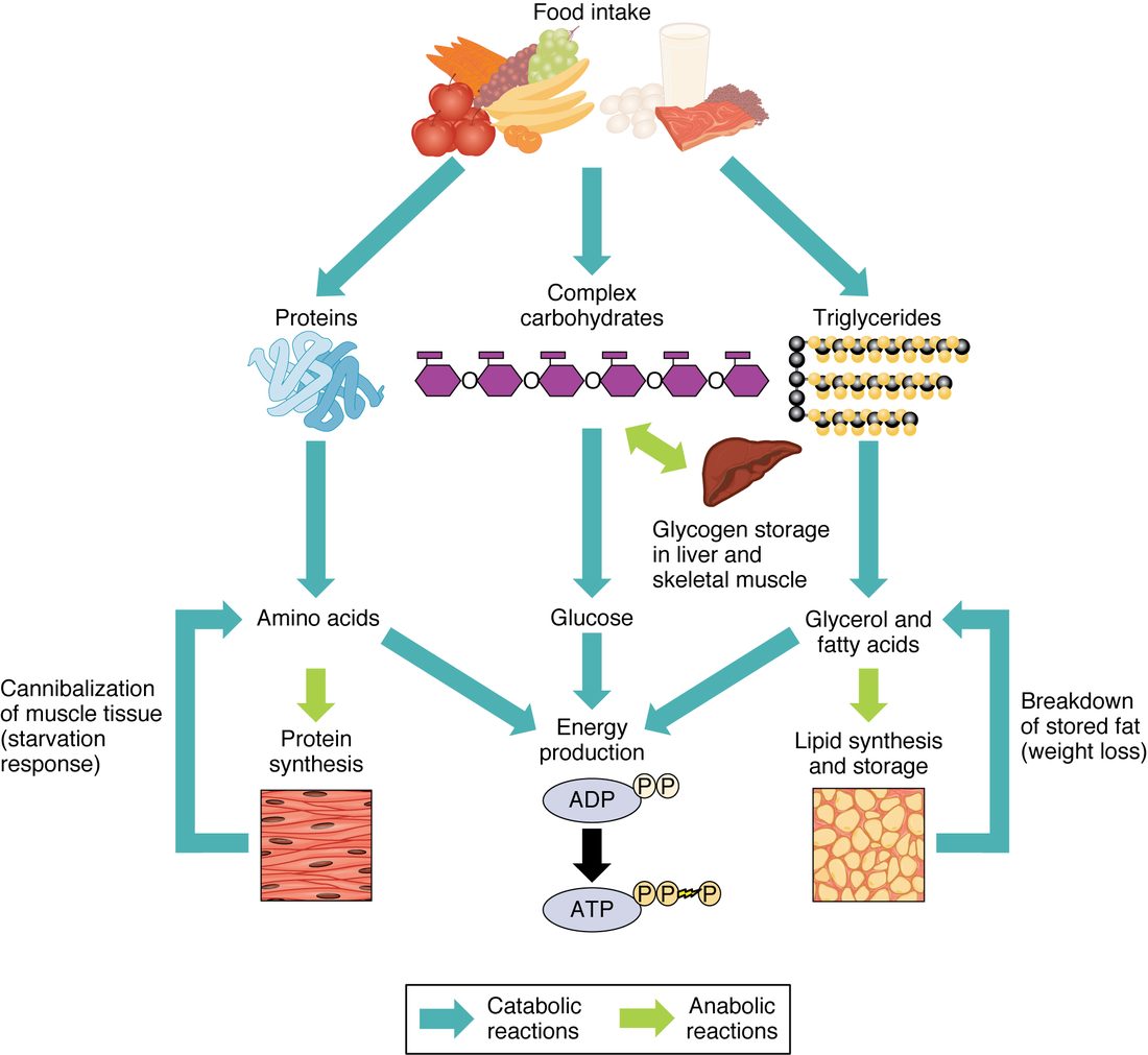 A flow chart that starts with a drawing of foods at the top: fruit, eggs, milk and meat. Arrows split the food into three columns: proteins, complex carbohydrates and triglycerides. Each is broken down, by arrows marked as catabolic, into its building blocks: amino acids, glucose, and glycerol and fatty acids. All three building blocks feed arrows into a central box, energy production, where ADP becomes ATP. Side arrows marked as anabolic show amino acids built into protein in muscle, glycerol and fatty acids built into stored fat in adipose tissue, and glucose stored as glycogen in the liver and muscle. Return arrows show muscle protein and stored fat being broken back down.