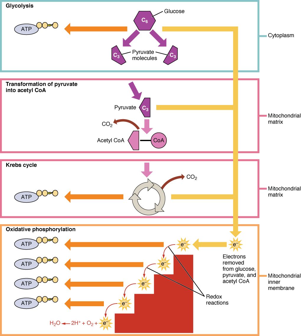 Overview of how a cell breaks down glucose for ATP. Glucose is split in the cytosol into two pyruvate molecules. Pyruvate enters a mitochondrion, where a cycle of reactions strips it down to carbon dioxide and loads electron carriers. The carriers deliver electrons to a chain of proteins in the inner membrane, where most of the ATP is made.