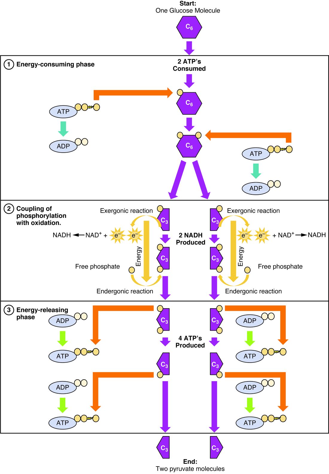 Glycolysis drawn in three stacked panels, starting from one six-carbon glucose at the top. Panel 1, the energy-consuming phase: two ATP each give a phosphate to the glucose, becoming ADP, and the doubly phosphorylated six-carbon sugar splits into two three-carbon pieces, each carrying one phosphate. Panel 2: each three-carbon piece gives up two electrons to NAD+, making NADH, and the energy released adds a free phosphate, so each piece now carries two phosphates; two NADH are made in all. Panel 3, the energy-releasing phase: each three-carbon piece hands its two phosphates to ADP, one at a time, making four ATP in all. The end products at the bottom are two pyruvate molecules.