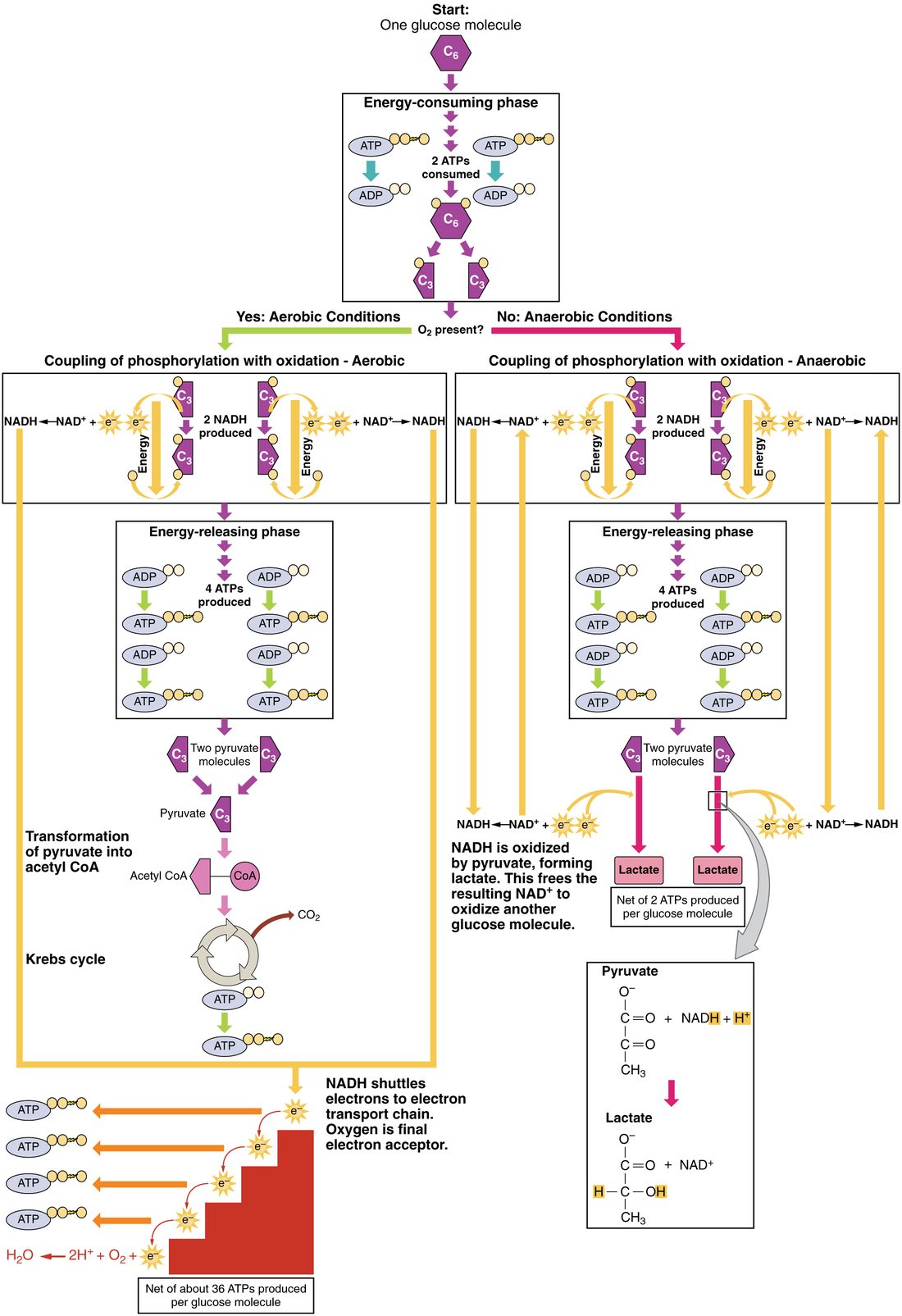 Flowchart in which glucose is split into two pyruvate molecules, and the path then branches. With oxygen, pyruvate goes on into the mitochondrion to be broken down fully. Without oxygen, or in a cell with no mitochondria, each pyruvate is converted to lactate in the cytosol.