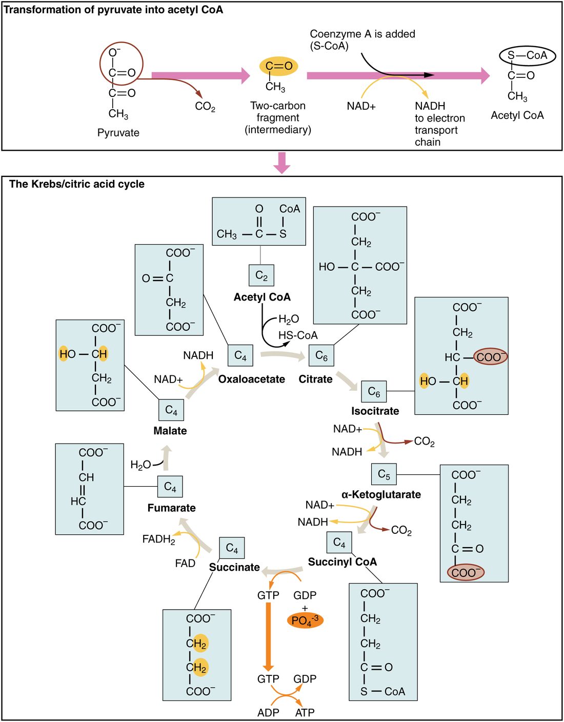 Two panels. The top panel shows pyruvate losing one carbon as carbon dioxide to leave a two-carbon fragment; coenzyme A is then added and NAD+ is reduced to NADH, giving acetyl CoA. The bottom panel is the citric acid cycle drawn as a ring of named molecules with their structures and carbon counts. Acetyl CoA (two carbons) joins oxaloacetate (four carbons) to form citrate (six carbons), then isocitrate. Isocitrate loses a carbon dioxide and makes NADH to become alpha-ketoglutarate (five carbons), which loses another carbon dioxide and makes NADH to become succinyl CoA (four carbons). Succinyl CoA becomes succinate, making GTP, which passes its phosphate to ADP to make ATP. Succinate becomes fumarate, reducing FAD to FADH2. Fumarate takes up water to become malate, and malate becomes oxaloacetate, making a third NADH, ready to accept the next acetyl CoA.