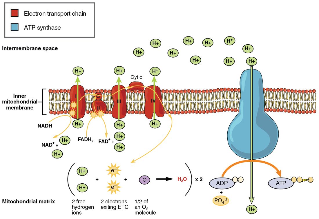 A strip of the inner mitochondrial membrane, with the intermembrane space above and the mitochondrial matrix below. Four red protein complexes, numbered I to IV, sit in the membrane, with a small carrier labeled cytochrome c between III and IV. NADH gives electrons to complex I, and FADH2 gives electrons to complex II. Yellow arrows show the electrons passing from complex to complex to complex IV, where two hydrogen ions, two electrons and half an oxygen molecule form water. Green arrows show complexes I, III and IV pumping hydrogen ions up into the intermembrane space, where many hydrogen ions gather. On the right, a large blue ATP synthase spans the membrane; hydrogen ions flow down through it into the matrix, and it joins ADP and phosphate into ATP.