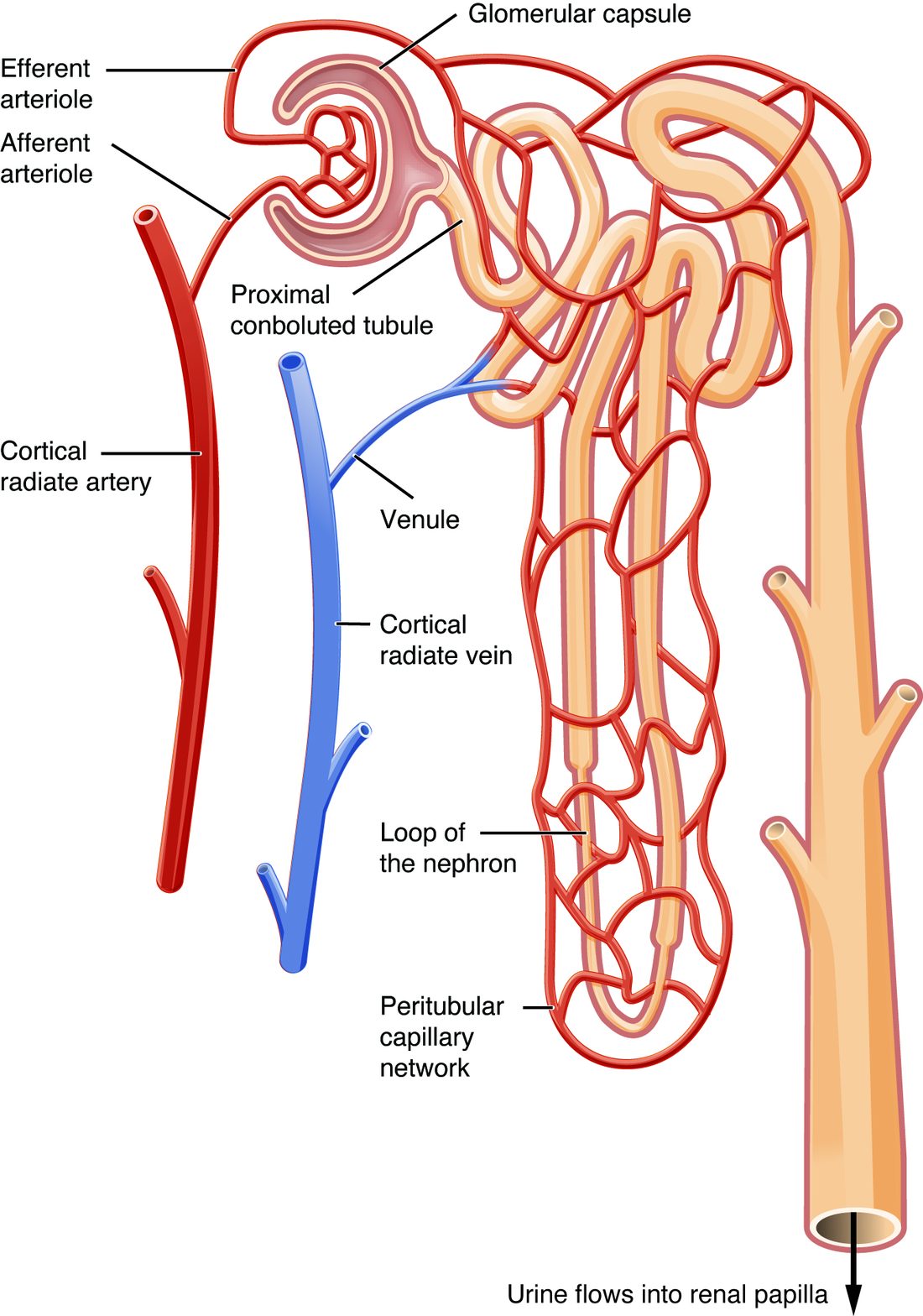 One nephron with its blood vessels. On the left, a red artery and a blue vein run up and down side by side. A small arteriole leaves the artery and enters a tuft of capillaries cupped in a hollow capsule; a second arteriole leaves the tuft and branches into a mesh of capillaries that wraps around the coiled tubule and the long hairpin loop that dips downward. The capillary mesh drains through a venule into the vein. The tubule's last part joins a wide duct on the right that runs straight down, with an arrow showing urine flowing on toward the renal papilla.