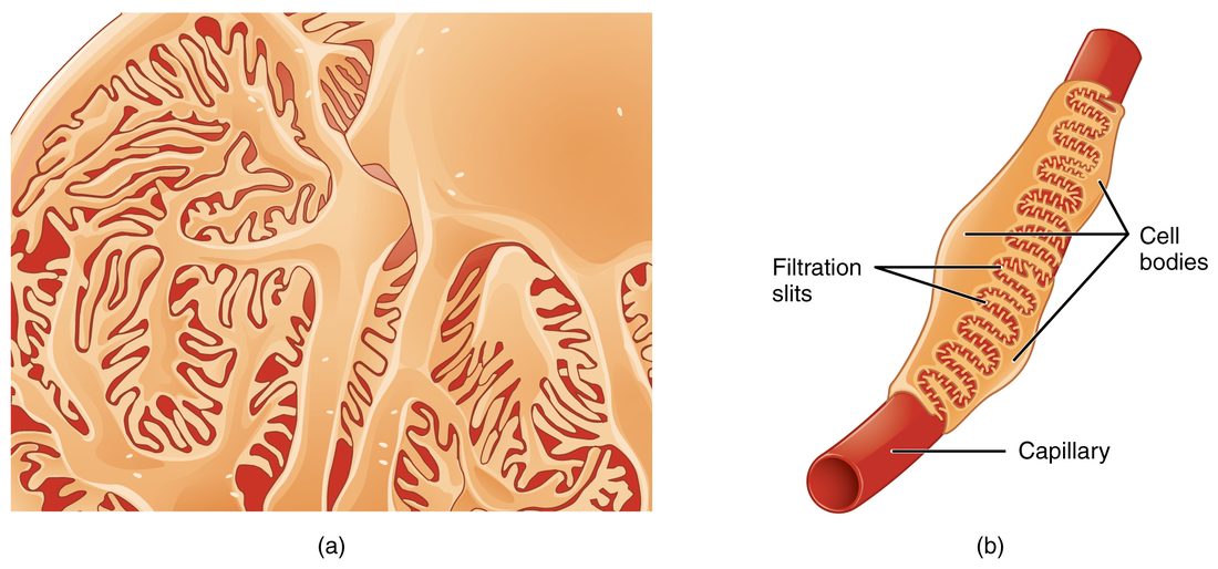 (a) A drawing of glomerular capillaries seen from the capsular space. Large cell bodies send out branches that split into many fine, finger-like processes, and the processes from neighboring cells interlock like the teeth of a zipper, leaving thin slits between them. (b) One capillary with three of these cells wrapped around it; the cell bodies, the capillary and the slits between the interlocking processes are labeled.