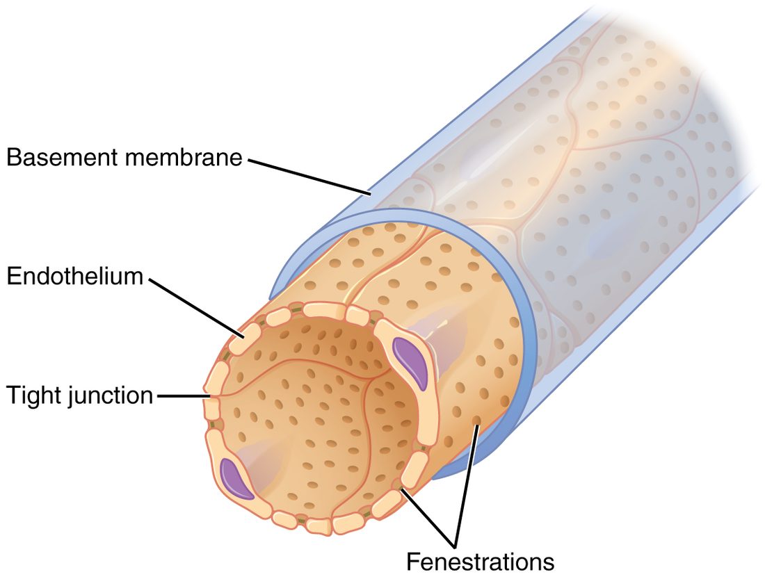 A capillary cut open and drawn in three dimensions. Its wall is a single layer of endothelial cells joined edge to edge, and every cell is dotted with small round pores that pass right through it. A continuous basement membrane wraps the outside of the tube.