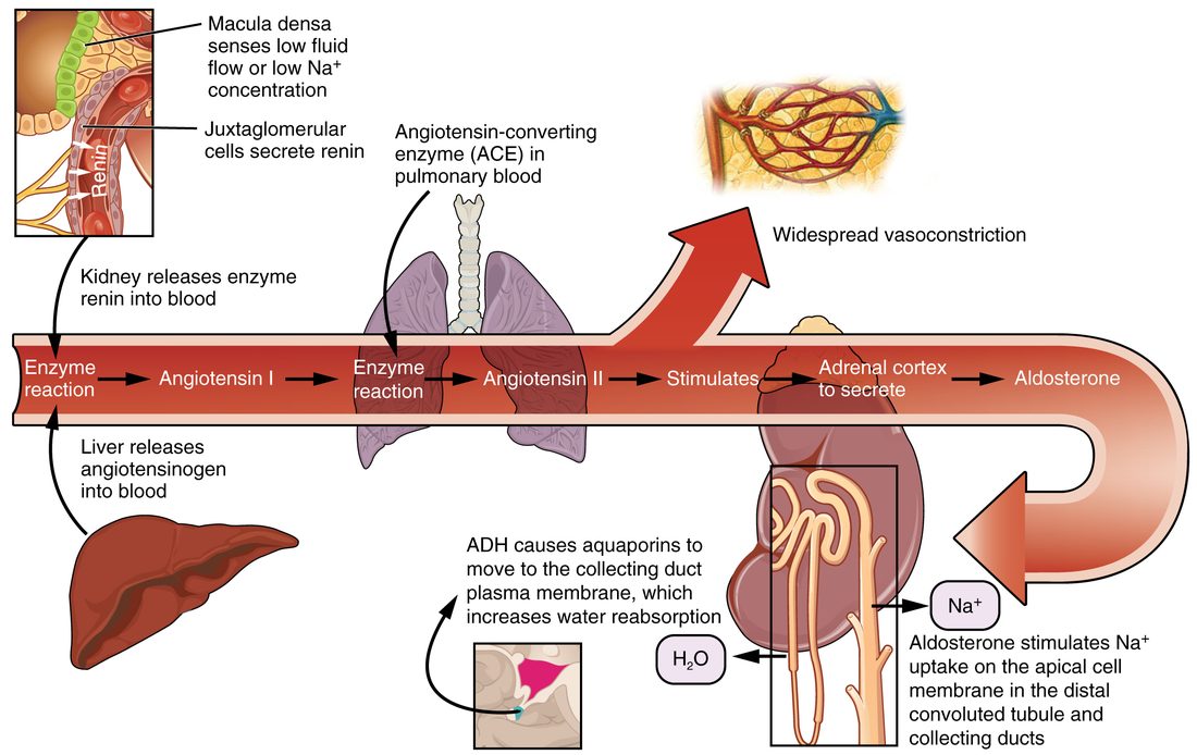 The renin-angiotensin-aldosterone pathway drawn as a central arrow of steps, with branches showing the organ where each step happens: angiotensinogen from the liver, renin from the kidney, and conversion of angiotensin I to angiotensin II by ACE from the lungs. Angiotensin II then causes widespread vasoconstriction and makes the adrenal cortex secrete aldosterone, which increases sodium uptake in the kidney. A separate inset shows ADH adding water channels in the kidney, which increases water reabsorption.