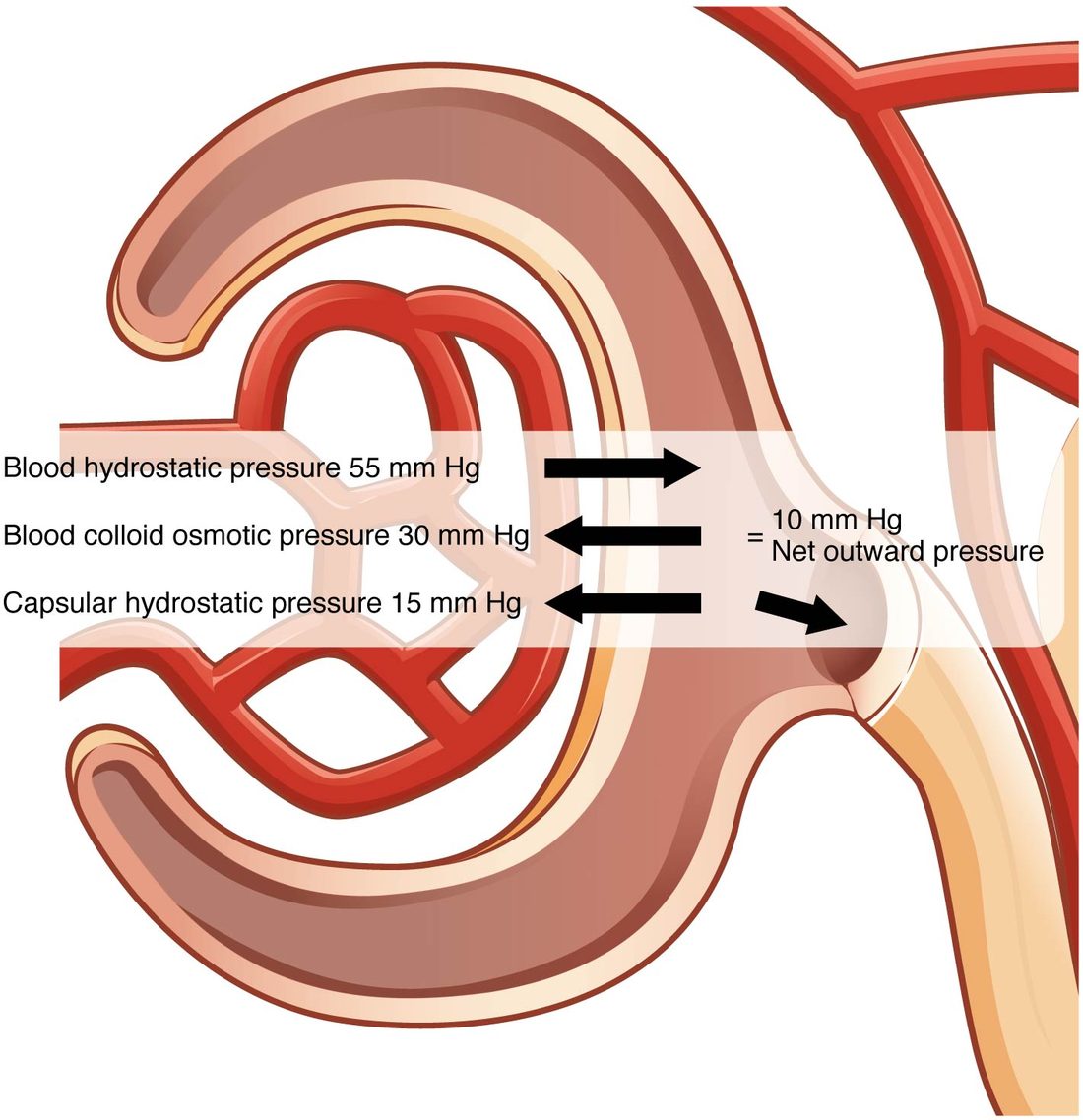 A close-up of a renal corpuscle: looping capillaries inside a cup-shaped capsule, with the tubule leaving at the lower right. Three arrows cross the capillary wall. Blood hydrostatic pressure, 55 mm Hg, points out of the capillary into the capsule. Blood colloid osmotic pressure, 30 mm Hg, and capsular hydrostatic pressure, 15 mm Hg, point back into the capillary. They sum to a net outward pressure of 10 mm Hg, shown by an arrow pointing into the tubule.