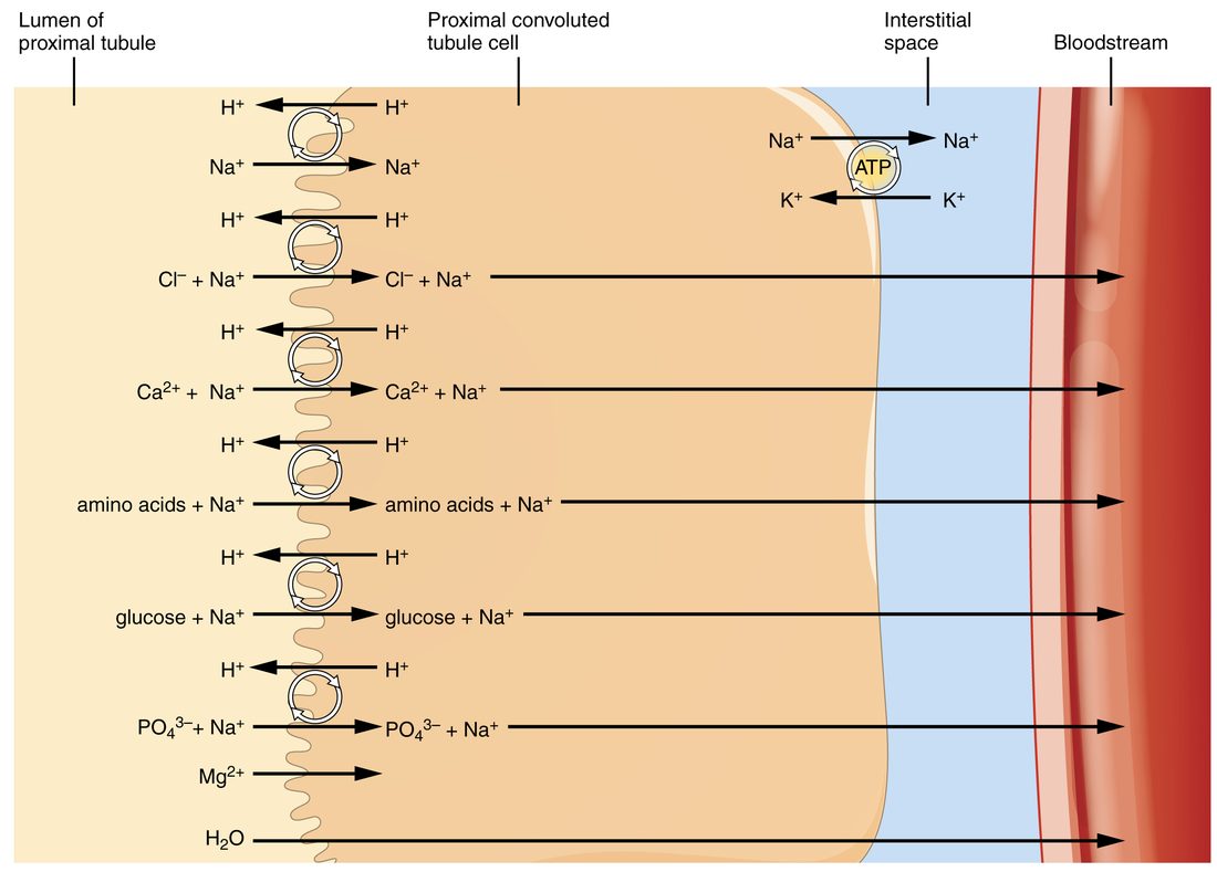 A strip across the wall of the proximal tubule. On the left is the pale lumen of the tubule, bordered by a wavy brush border; in the middle is one large tubule cell; to the right is a narrow blue band of interstitial space, then a red blood vessel labeled bloodstream. Arrows show H+ leaving the cell into the lumen in exchange for Na+ entering, and Na+ entering the cell together with Cl−, Ca2+, amino acids, glucose and phosphate; these then continue across the cell and interstitial space into the blood. Mg2+ enters the cell, and water crosses all the way to the blood. At the top right, an ATP-driven pump moves Na+ out of the cell into the interstitial space and K+ into the cell.