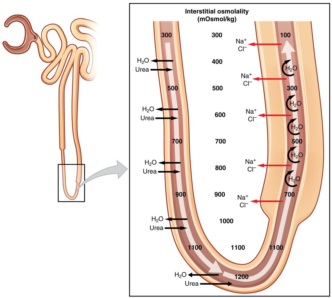 Left: a small drawing of a nephron with its long loop, the bottom of the loop boxed. Right: an enlarged U-shaped loop under the heading interstitial osmolality, in mOsmol per kg. In the descending limb on the left, arrows show water leaving and urea entering, and the fluid rises from 300 at the top through 500, 700 and 900 to 1,200 at the bend. Numbers down the middle give the surrounding interstitial fluid: 300 at the top, then 400, 500, 600, 700, 800, 900, 1,000 and 1,100 near the bottom. In the ascending limb on the right, red arrows show Na+ and Cl− leaving at each level while curved arrows show water staying inside, and the fluid falls from 1,100 near the bend through 700, 500 and 300 to 100 at the top.