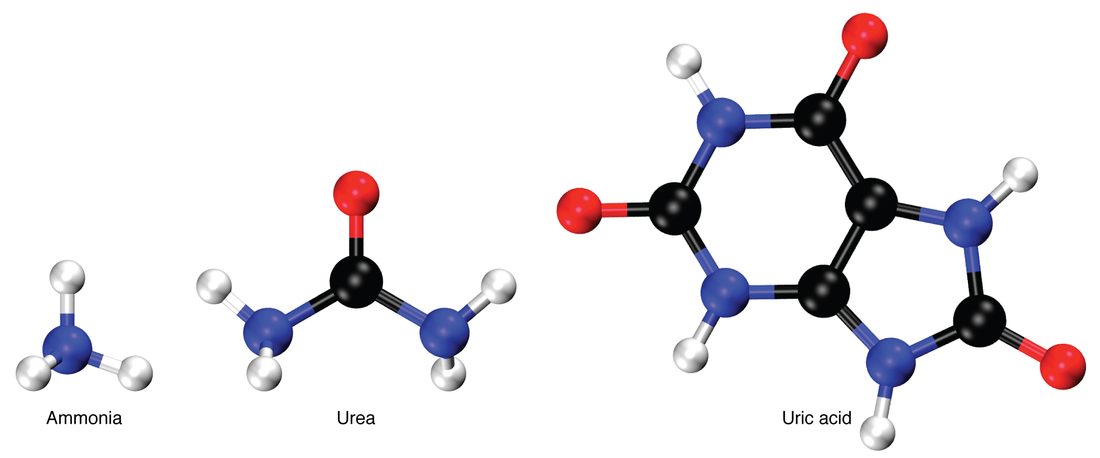 Ball-and-stick models of three molecules, with nitrogen atoms in blue, carbon in black, oxygen in red and hydrogen in white. Left, labeled ammonia: one nitrogen bonded to three hydrogens. Middle, labeled urea: a central carbon double-bonded to an oxygen and bonded to two nitrogens, each carrying two hydrogens. Right, labeled uric acid, much larger: two fused rings of carbon and nitrogen atoms, a six-membered ring and a five-membered ring, with three oxygens and four hydrogens attached around the edge.