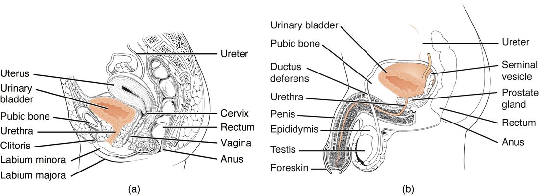Two side views of the pelvis cut down the midline. (a) Female: the bladder sits just behind the pubic bone, the ureter enters it from behind, and a short urethra runs down and forward from the bladder to open at the body surface in front of the reproductive tract. (b) Male: the bladder sits behind the pubic bone with the ureter entering from behind, and a long urethra runs down through a gland just below the bladder, through the floor of the pelvis and along the length of the external genitals.