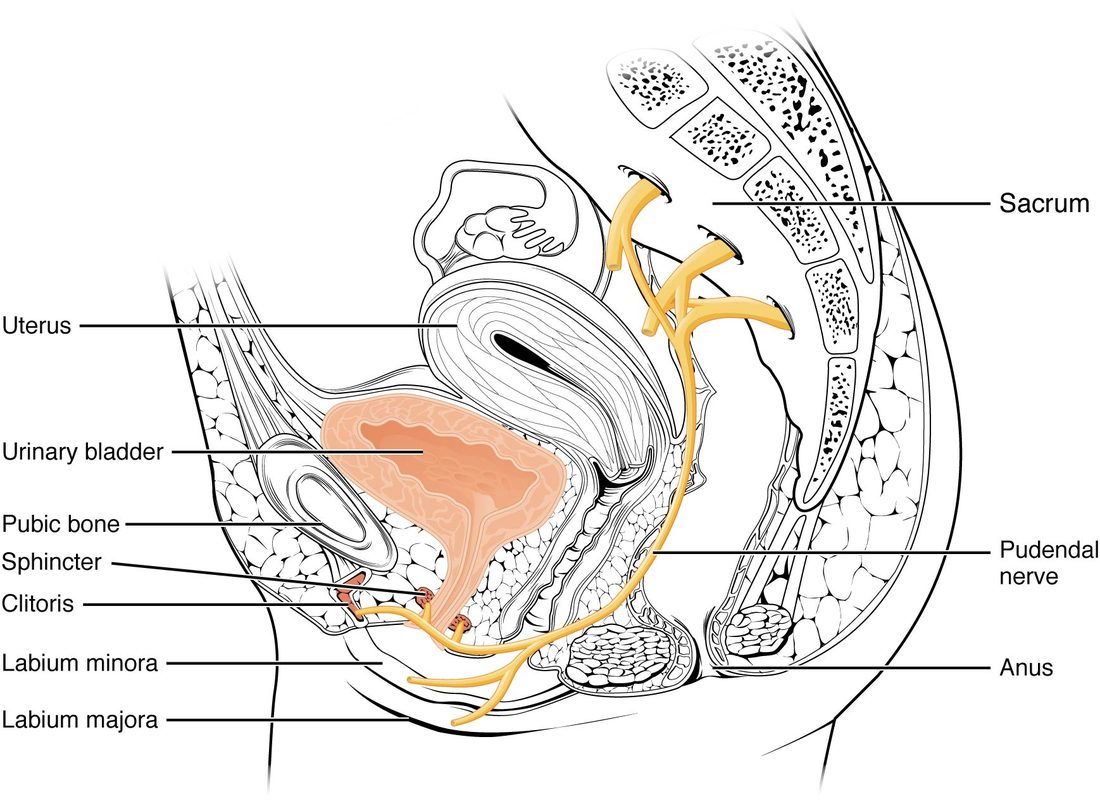 A side view of the female pelvis cut down the midline, with the sacrum at the back and the pubic bone at the front. The bladder sits behind the pubic bone. Nerves leave the sacral part of the spinal cord through the sacrum and run forward and down; they join to form the pudendal nerve, which reaches the ring of muscle around the urethra, labeled sphincter, and the skin and muscle of the genital region. No autonomic nerves to the bladder are drawn.