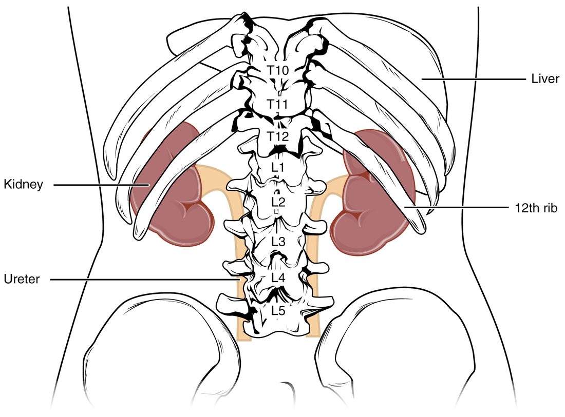 The lower trunk seen from behind, with the vertebrae numbered from T10 to L5, the lower ribs and the tops of the hip bones. A kidney sits on each side of the spine between about T12 and L3, the right one a little lower than the left, and the 12th rib crosses the back of the upper part of each. A thin ureter runs down from each kidney beside the spine. The liver shows above the right kidney.