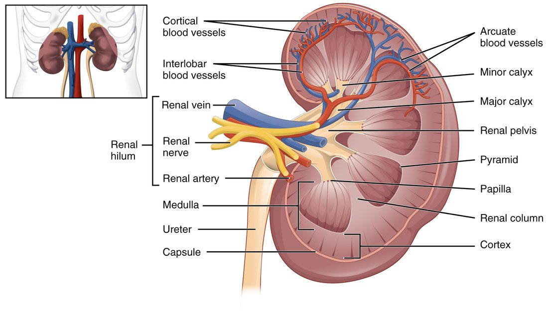An inset shows both kidneys in place on either side of the aorta and inferior vena cava, each capped by an adrenal gland. The main drawing is a kidney cut in a frontal plane. A thin outer capsule covers a pale outer zone. Inside it sit striped, cone-shaped pyramids, separated by bands of the outer tissue that reach inward between them. The tip of each pyramid points into a small cup, the cups join larger cups, and these join a funnel that narrows into the ureter. An artery, a vein and nerves enter at the notch on the kidney's medial side, and their branches run between the pyramids and arch over their bases.