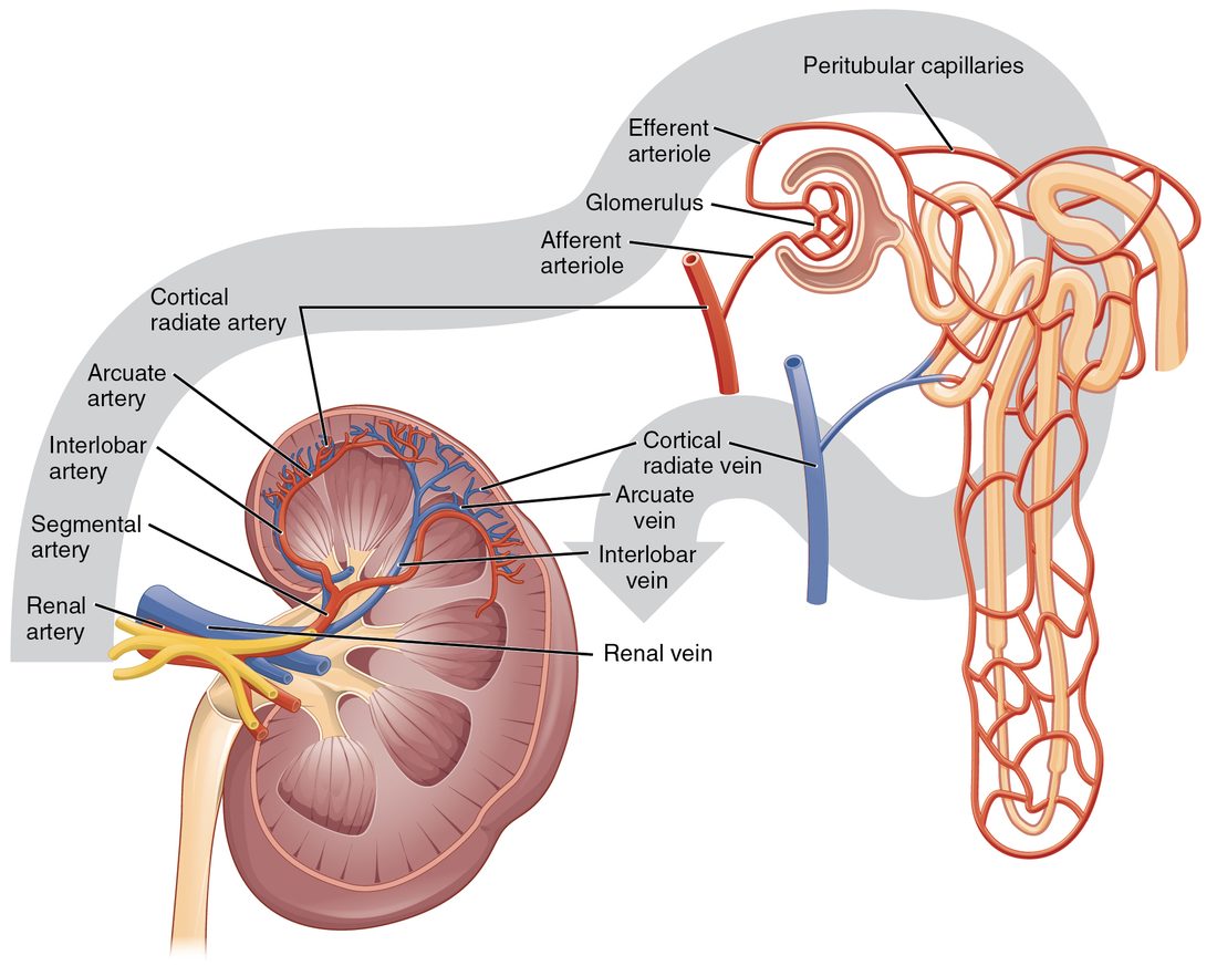 On the left, a kidney cut in a frontal plane with its arteries in red and veins in blue. The renal artery splits into a few large branches, which send branches outward between the pyramids; these arch over the pyramid bases and give off small branches that run out toward the surface. Veins follow the same paths back to the renal vein. A wide gray arrow leads to an enlarged drawing on the right of one microscopic filtering unit: a small arteriole feeding a tuft of capillaries inside a cup, a second arteriole leaving the tuft, and a mesh of capillaries wrapped around a long, looping tubule, draining into a small vein.