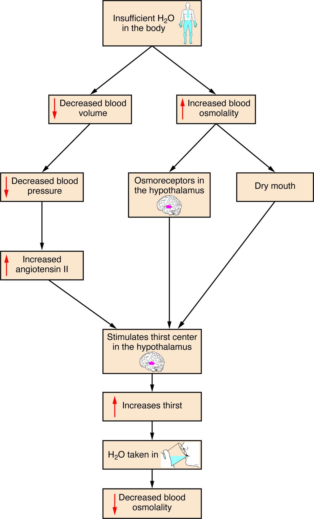 A flowchart. Insufficient water in the body leads down two branches. On the left, decreased blood volume leads to decreased blood pressure, then to increased angiotensin II. On the right, increased blood osmolality leads to osmoreceptors in the hypothalamus and to a dry mouth. All three routes stimulate the thirst center in the hypothalamus, which increases thirst; water is taken in, and blood osmolality falls.