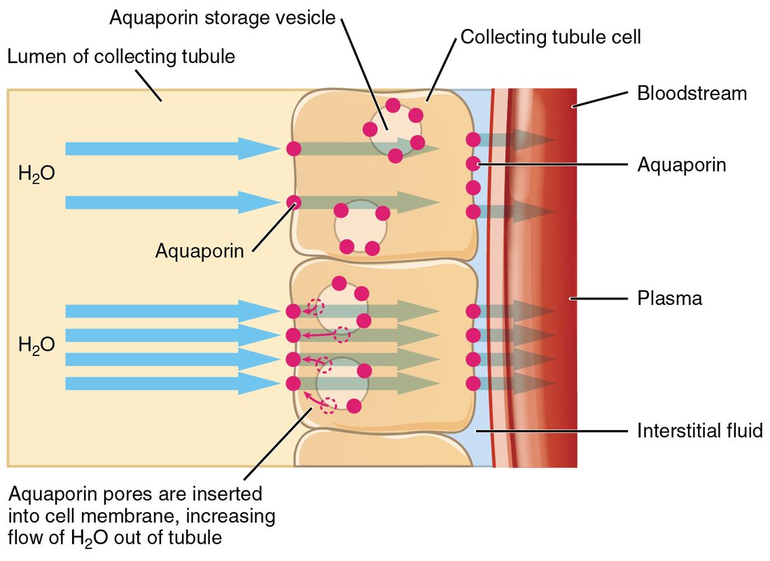 A strip across the wall of a collecting duct. On the left, the pale yellow lumen labeled lumen of collecting tubule, with water shown as blue arrows. In the middle, two stacked cells labeled collecting tubule cell; round storage vesicles studded with pink dots, the aquaporins, sit inside them. In the upper cell only two aquaporins sit in the membrane facing the lumen and two water arrows enter. In the lower cell, dotted arrows show vesicles fusing with that membrane, labeled aquaporin pores are inserted into cell membrane, increasing flow of water out of the tubule, and four water arrows enter. Water leaves both cells through aquaporins on the far side, crosses a thin blue band labeled interstitial fluid, and enters a red vessel labeled bloodstream and plasma.