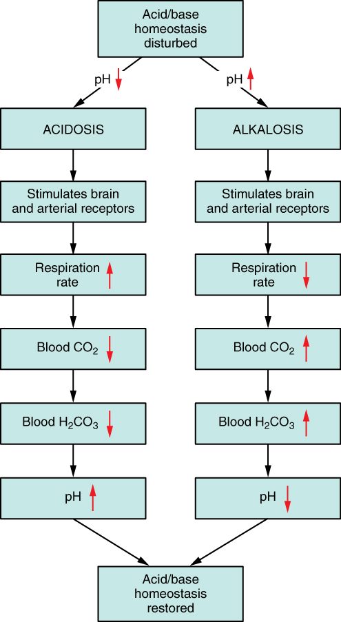 A flowchart. A top box, acid/base homeostasis disturbed, splits into two columns. The left column, pH down, leads to acidosis, then stimulates brain and arterial receptors, then respiration rate up, blood CO2 down, blood H2CO3 down and pH up. The right column, pH up, leads to alkalosis, then stimulates brain and arterial receptors, then respiration rate down, blood CO2 up, blood H2CO3 up and pH down. Both columns end in a bottom box, acid/base homeostasis restored.
