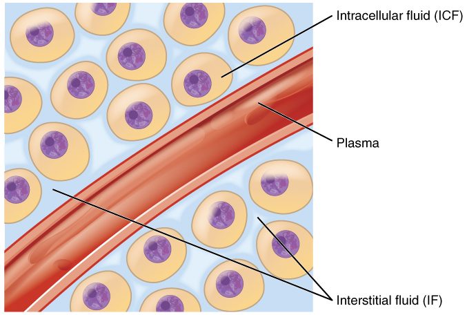 A small blood vessel running among several body cells. Plasma fills the vessel, interstitial fluid fills the spaces between the cells, and intracellular fluid fills each cell. Materials pass between the plasma and the cells through the interstitial fluid.