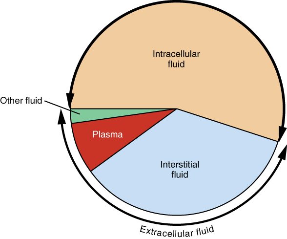A pie chart of the water in the body. The largest slice, a little over half the circle, is labeled intracellular fluid. The next largest, about a third, is labeled interstitial fluid. A smaller red slice is labeled plasma, and a thin green slice is labeled other fluid. An arrow curving around the interstitial fluid, plasma and other fluid slices groups them as extracellular fluid.