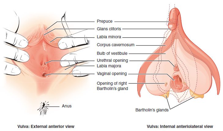 Two drawings of the vulva. Left: the surface view with the labia parted by fingers, showing the hood over the tip of the clitoris, the inner and outer skin folds, the small urethral opening above the larger vaginal opening, and the anus below. Right: a deeper view with the skin removed, showing the tip and long body of the clitoris, the two teardrop-shaped masses of erectile tissue on either side of the vaginal opening, and a small yellow gland at the lower edge of each, with the duct of the right gland opening beside the vagina.