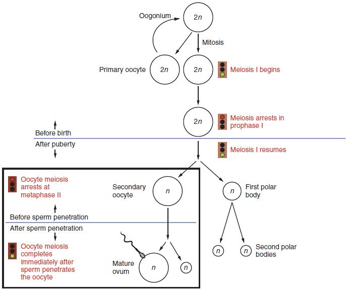 A flowchart of circles, each marked 2n or n. At the top, an oogonium (2n) divides by mitosis, one daughter looping back to renew it and the other becoming a primary oocyte (2n), beside a signal light and the note that meiosis I begins, then that meiosis arrests in prophase I. A line separates before birth from after puberty. Below it, meiosis I resumes and the cell splits unequally into a large secondary oocyte (n) and a small first polar body (n), which may split into two second polar bodies. A boxed panel shows the secondary oocyte arrested at metaphase II before sperm penetration and, after a sperm enters, completing meiosis to give a large mature ovum (n) and a small polar body.