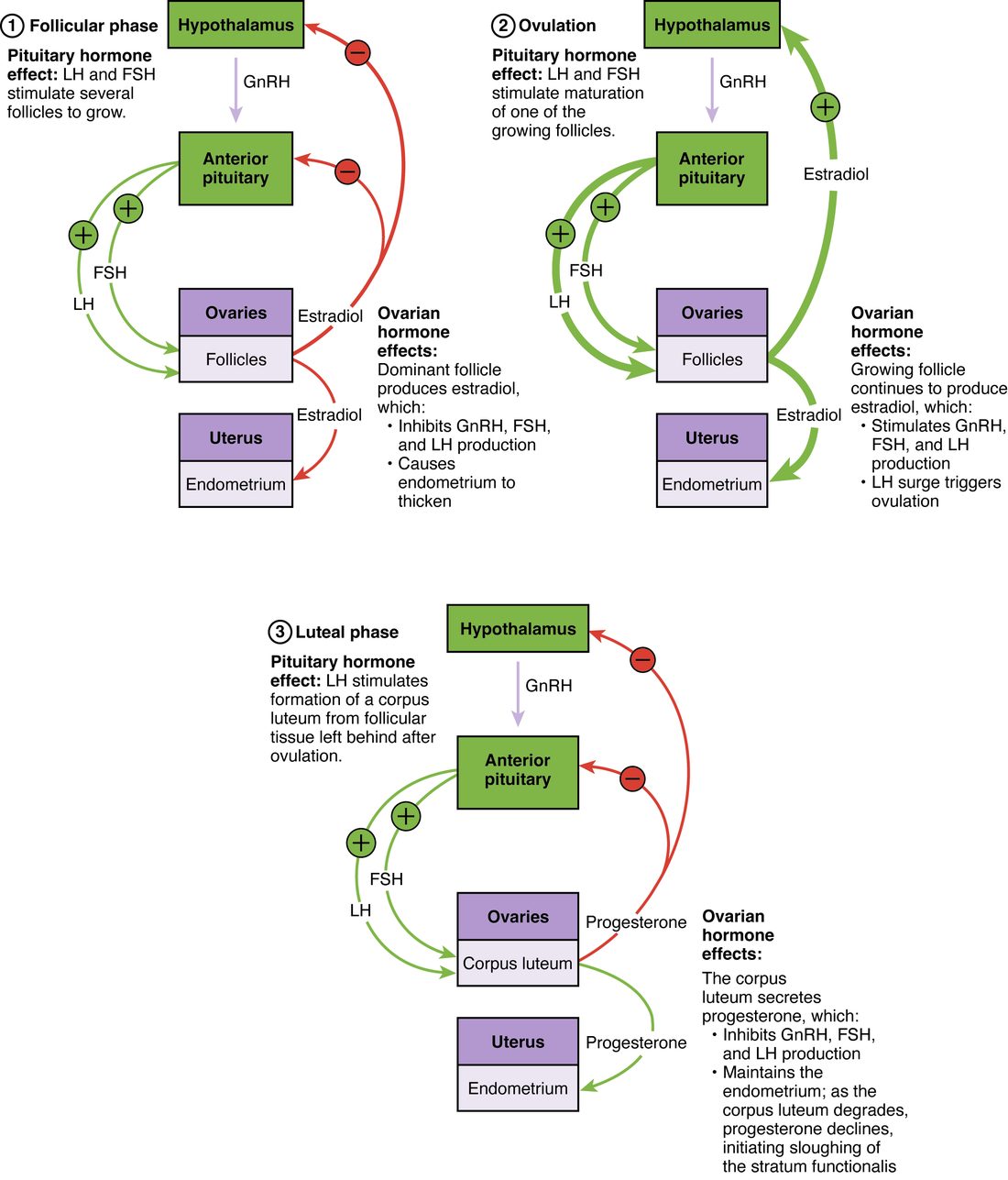 Three flow diagrams, each a column of boxes: hypothalamus, anterior pituitary, ovaries, and uterus with its endometrium, with notes beside each. Panel 1, follicular phase: GnRH from the hypothalamus drives the pituitary to release FSH and LH, which stimulate the follicles; red arrows with minus signs show estradiol from the follicles inhibiting the hypothalamus and pituitary, and another estradiol arrow makes the endometrium thicken. Panel 2, ovulation: thick green arrows with plus signs show estradiol from the growing follicle now stimulating the hypothalamus and pituitary, and a thick LH arrow to the follicles, noted as the LH surge that triggers ovulation. Panel 3, luteal phase: LH and FSH act on the corpus luteum, and red arrows with minus signs show its progesterone inhibiting the hypothalamus and pituitary, while a green progesterone arrow maintains the endometrium.