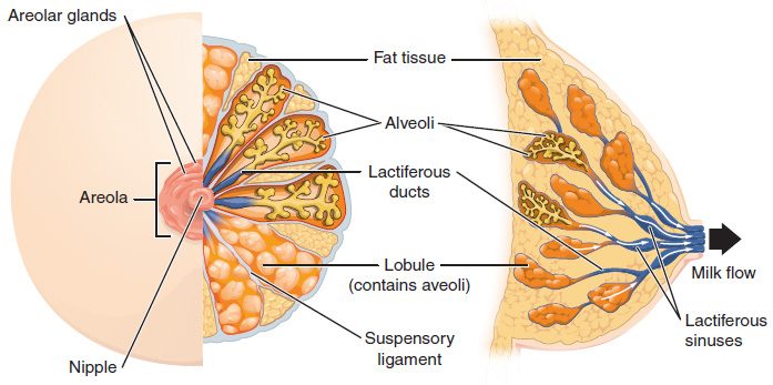 Two drawings of the breast. Left: a front view with part of the skin removed, showing the pink areola with small glands around the nipple, orange clusters of sacs grouped into lobes, blue ducts running from each lobe to the nipple, yellow fat between the lobes, and bands of supporting tissue. Right: a side section showing the clusters of sacs at the ends of branching ducts, the ducts widening slightly just behind the nipple, fat filling the rest of the breast, and an arrow showing milk flowing out of the nipple.