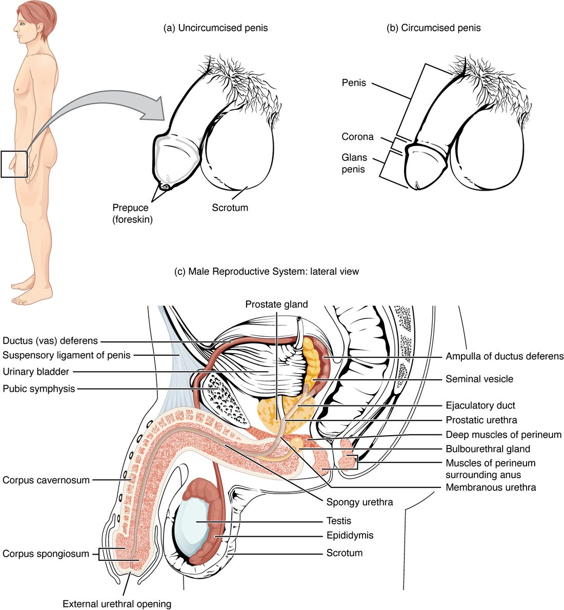 Three drawings. A standing man with a box over the groin leads to side views of the external genitals, one with the foreskin and one without, showing the shaft, the rim and cap at the tip, and the scrotum. The large bottom drawing is a side view of the male pelvis cut down the midline: the bladder, the gland below it, the paired pouch-shaped glands behind the bladder, the tube running up from the testis over the bladder, the short duct through the gland, the urethra running the length of the penis, the spongy tissue of the penis in two layers, an upper column and a lower one around the urethra that swells into the tip, and the testis with the coiled tube on its back inside the scrotum.