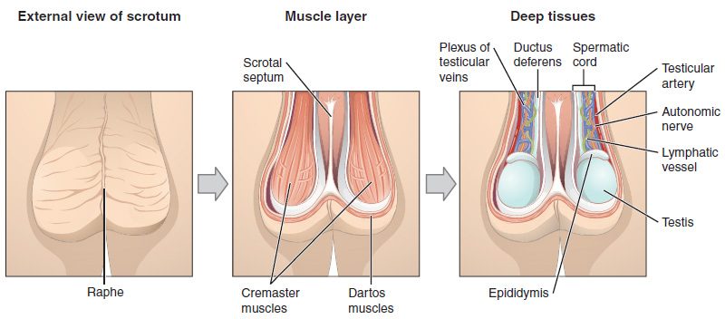 Three front views of the scrotum. The first shows its skin with a midline ridge. The second shows the muscle layer: thin smooth muscle under the skin, a dividing wall down the middle, and skeletal muscle strands wrapping each side. The third shows the deep tissues: each testis with the coiled tube on its back, and a cord rising from it that holds the sperm duct, an artery, a mesh of veins, a nerve and a lymphatic vessel.