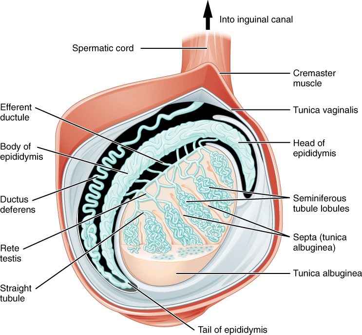 A testis cut open in a side view, inside its coverings. Walls of connective tissue divide it into wedge-shaped lobules packed with coiled tubules. Straight tubules lead to a network at the back, then small ductules into the head of a comma-shaped coiled tube on the back of the testis, which runs down as its body and tail and turns up as the sperm duct into a cord that rises toward the groin, wrapped in a thin skeletal muscle.