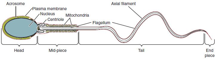 A sperm cell drawn lengthwise. The oval head holds the nucleus under a cap-like sac at the front and is wrapped in plasma membrane. Behind a centriole, the short middle piece is packed with a spiral of mitochondria. A long whip-like tail, with a central core of filaments, ends in a short end piece.
