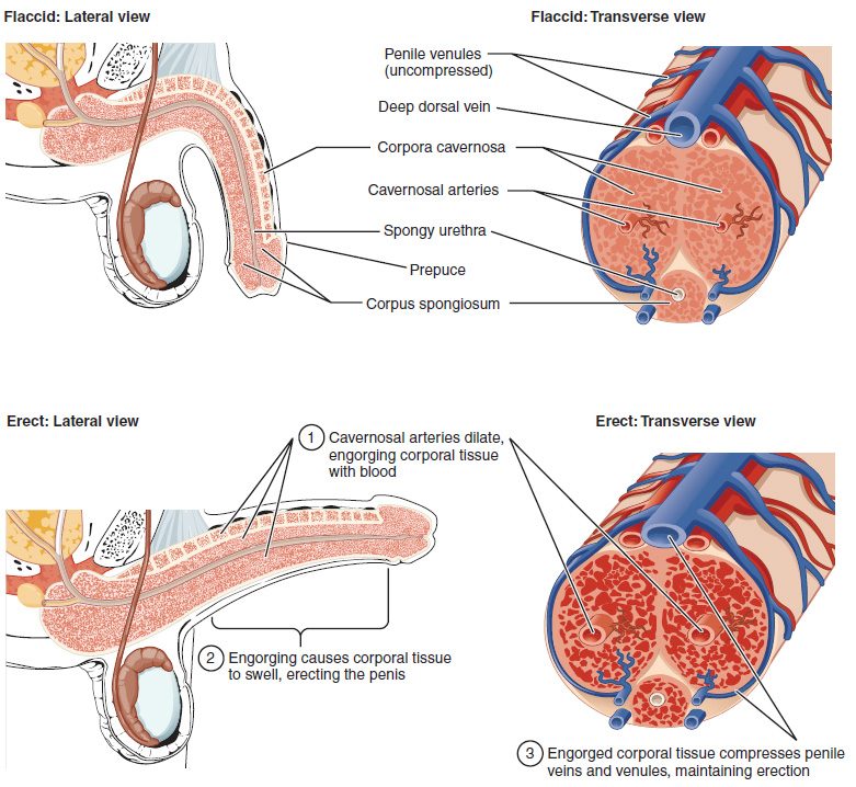 Four drawings of the penis. Top row, relaxed: a side view and a cross section showing two large columns of spongy tissue on top with an artery in each, a smaller column below surrounding the urethra, and veins near the surface. Bottom row, erect: the same views, with the arteries widened, the spongy tissue swollen with blood, and the surface veins squeezed flat. Numbered notes describe the three steps.