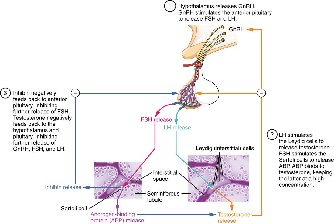 The control of testosterone. At the top, hypothalamic neurons release GnRH into portal vessels that reach the anterior pituitary. The pituitary releases FSH and LH. FSH goes to a supporting cell in the wall of a coiled testis tubule, which releases a binding protein and inhibin. LH goes to cells in the spaces between the tubules, which release testosterone. Arrows with minus signs show inhibin acting back on the pituitary and testosterone acting back on the pituitary and hypothalamus. Numbered notes describe the steps.