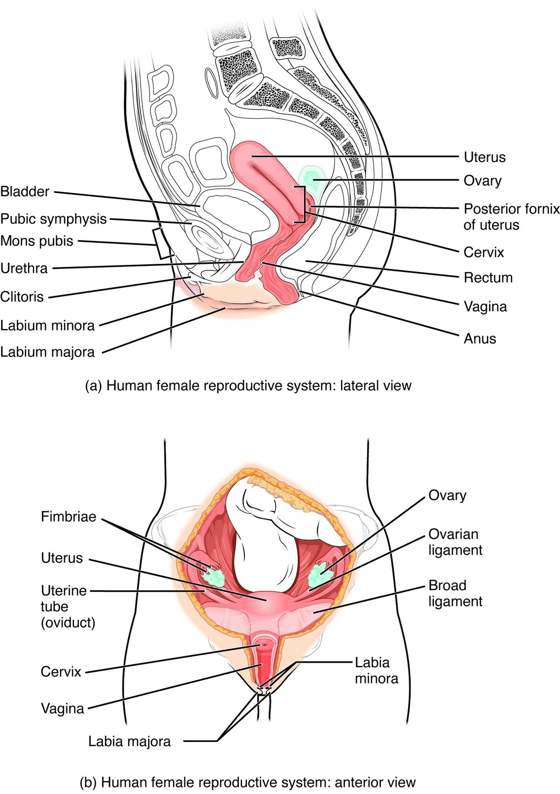 Two drawings of the female pelvis. Top: a side view cut down the midline, with the spine behind, the pubic bones in front, the urinary bladder behind the pubic bones, the pink uterus tipped forward over the bladder, the ovary shown in pale green behind the uterus, the vagina running down and forward from the cervix to the outside, and the rectum and anus behind the vagina; the labia, clitoris, mons pubis and urethra are labeled in front. Bottom: a front view into the opened pelvis with the intestines lifted up, showing the uterus in the middle, a uterine tube running out to each side, the fringed ends of the tubes curving over the green ovaries, the ligament joining each ovary to the uterus, the broad ligament draped across, and below them the cervix, vagina and labia.