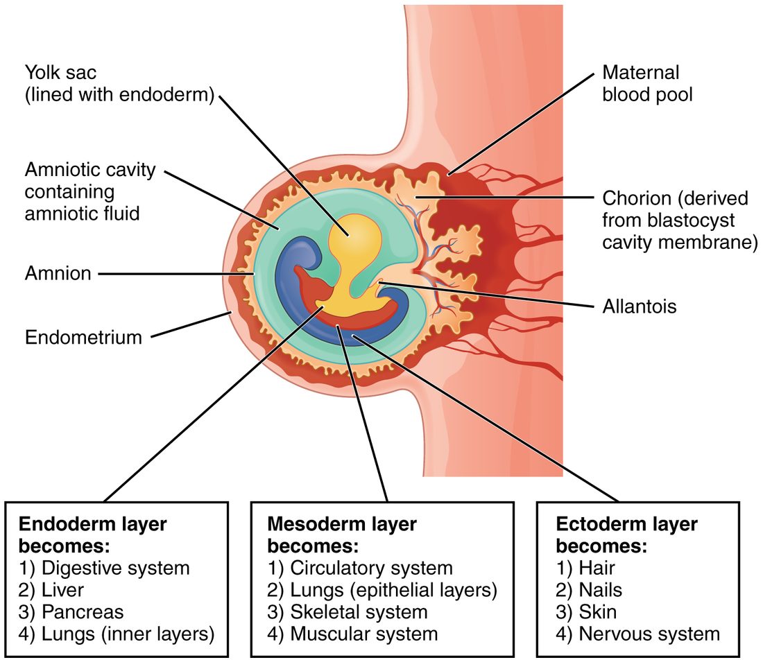 A drawing of a curled embryo inside its membranes, embedded in the uterine wall. A thin membrane surrounds the embryo and a large fluid-filled space; a yellow sac hangs from the embryo's front; a small outpouching extends into the stalk that ties the embryo to the outer membrane; the outer membrane, with branching projections, reaches into a pool of maternal blood in the uterine wall. The embryo is colored in three layers: blue outer, red middle and yellow inner. Three boxes below list organs said to come from the inner, middle and outer layers.