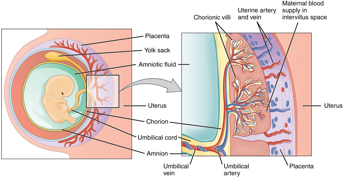 Two drawings. Left: an embryo inside a fluid-filled sac lined by a thin membrane, with a small yellow sac near its head, inside the uterus; a rope-like cord runs from the embryo to a thick, disc-shaped region of the uterine wall filled with branching red vessels. Right: an enlarged box of that region. Tree-like projections containing red and blue fetal vessels hang in a space filled with maternal blood, which enters from arteries in the uterine wall and drains into veins. At the bottom, the cord's vessels join the projections: labels mark a vein drawn in blue and an artery drawn in red.
