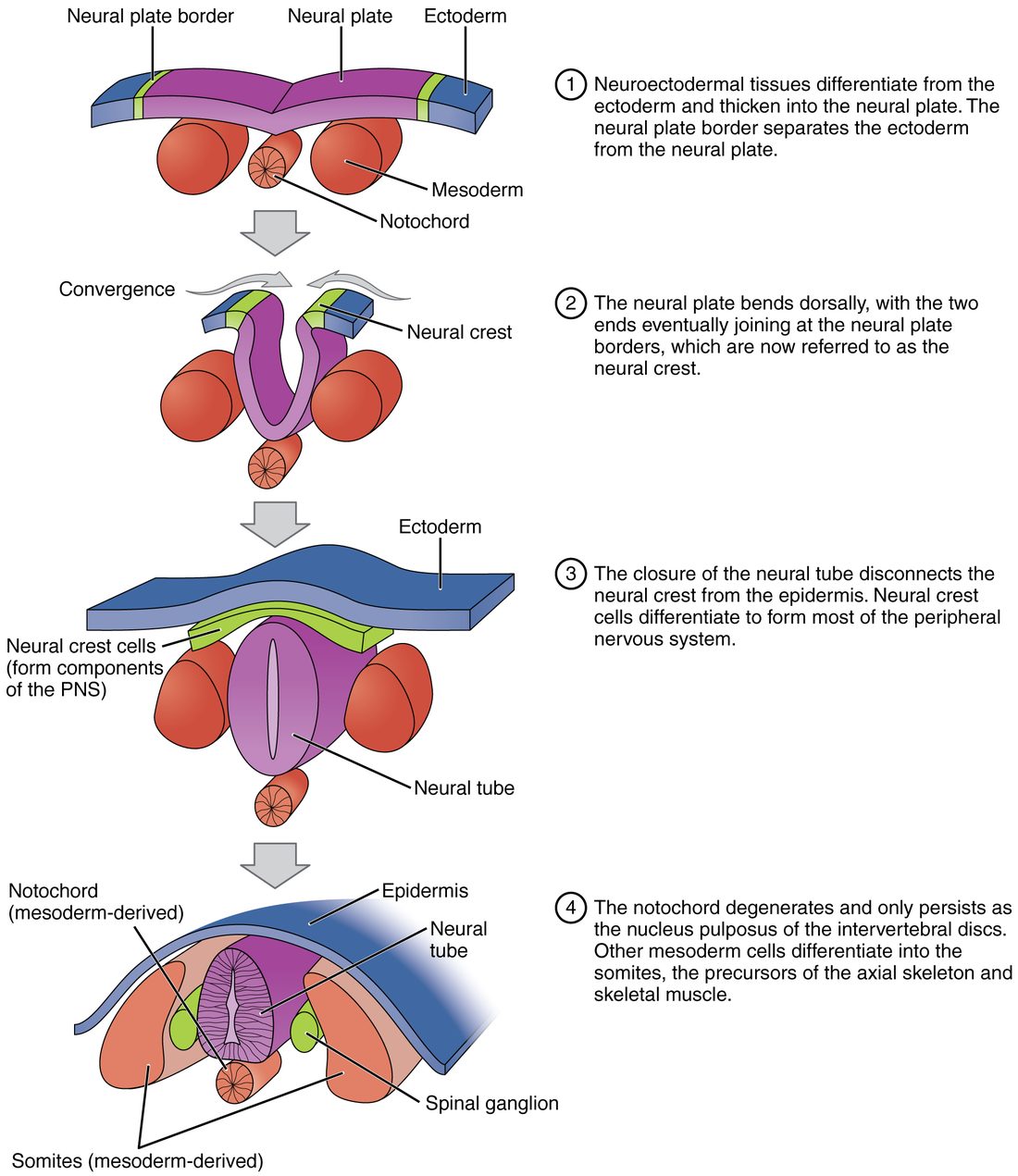 Four stacked three-dimensional drawings of a slice across the back of an embryo. 1: a flat purple plate of ectoderm, with blue ectoderm on either side and green borders, lies over red blocks of mesoderm and a round rod in the midline. 2: the plate folds up into a U, its green edges rising toward each other. 3: the edges have met; a purple tube lies under a restored blue surface layer, with green cell clusters beside it and the rod beneath. 4: the tube lies in the midline, with small green lumps beside it, large red blocks of mesoderm on either side, the rod beneath, and skin over the top. Notes beside each drawing describe the step.