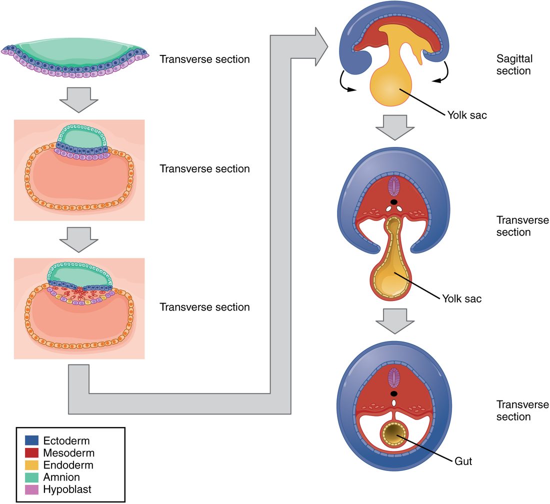 A sequence of cross-sections showing an embryo folding. Left column, from top: a flat two-layered disc, blue over purple, under a fluid-filled green sac; then the same disc sitting on a large sac; then the disc with a red middle layer forming between the two. Right column: a side view of the embryo curling at its head and tail ends over a yellow sac; then two cross-sections in which the blue outer layer wraps around the body, the red layer lines it, and the yellow inner layer is pinched off into a tube in the center, the gut, first still open to the sac and then closed.