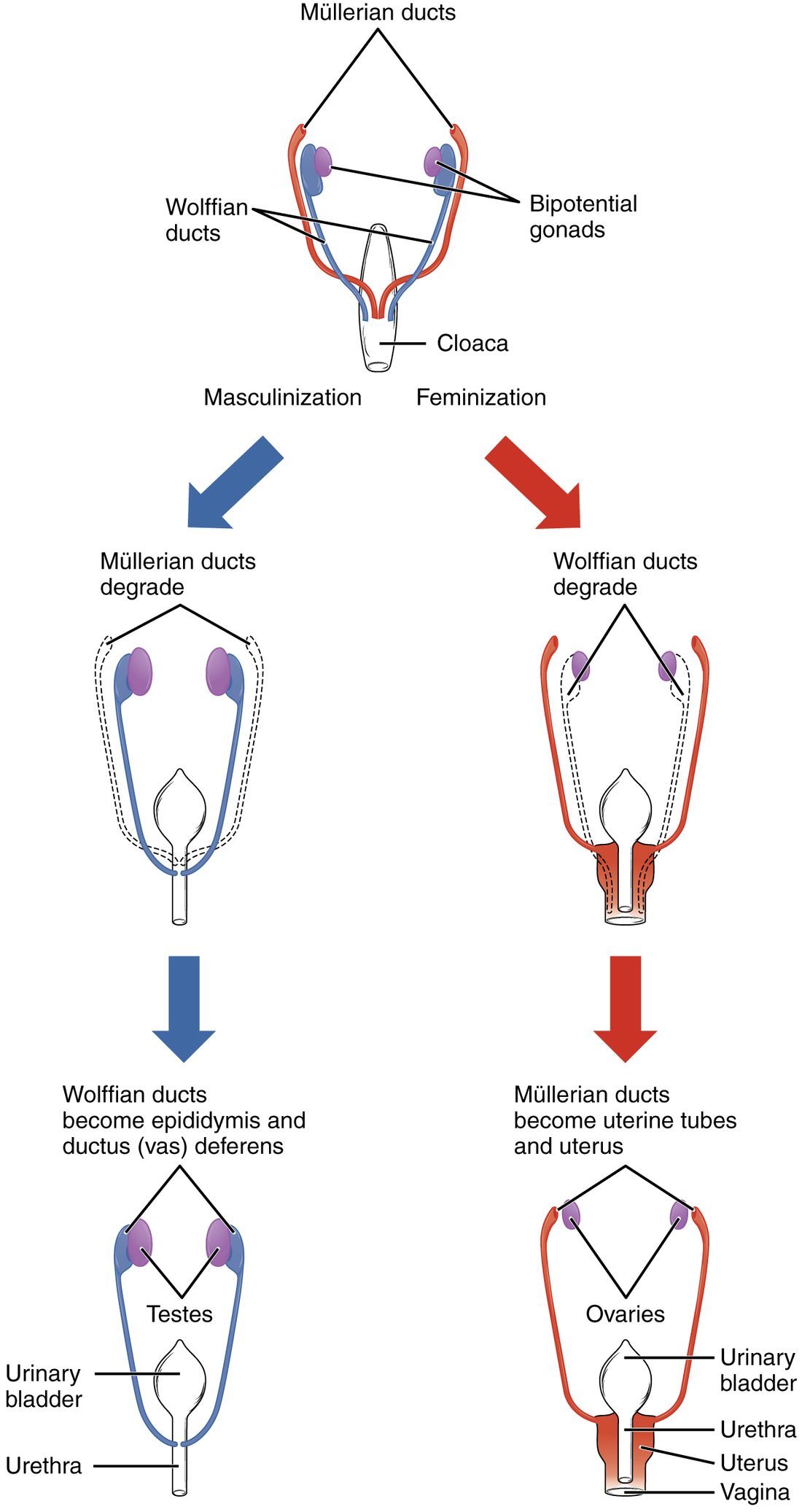 A flow chart of three rows. Top: an early body cavity with two gonads, each beside a blue duct and a red duct, both pairs draining to a common chamber at the bottom. Left branch, blue arrows: the red ducts fade to dashed outlines and disappear, and the blue ducts become the ducts beside two testes, running to the urethra below the urinary bladder. Right branch, red arrows: the blue ducts fade and disappear, and the red ducts become two tubes that join below into a uterus opening into the vagina, beside two ovaries and below the bladder.