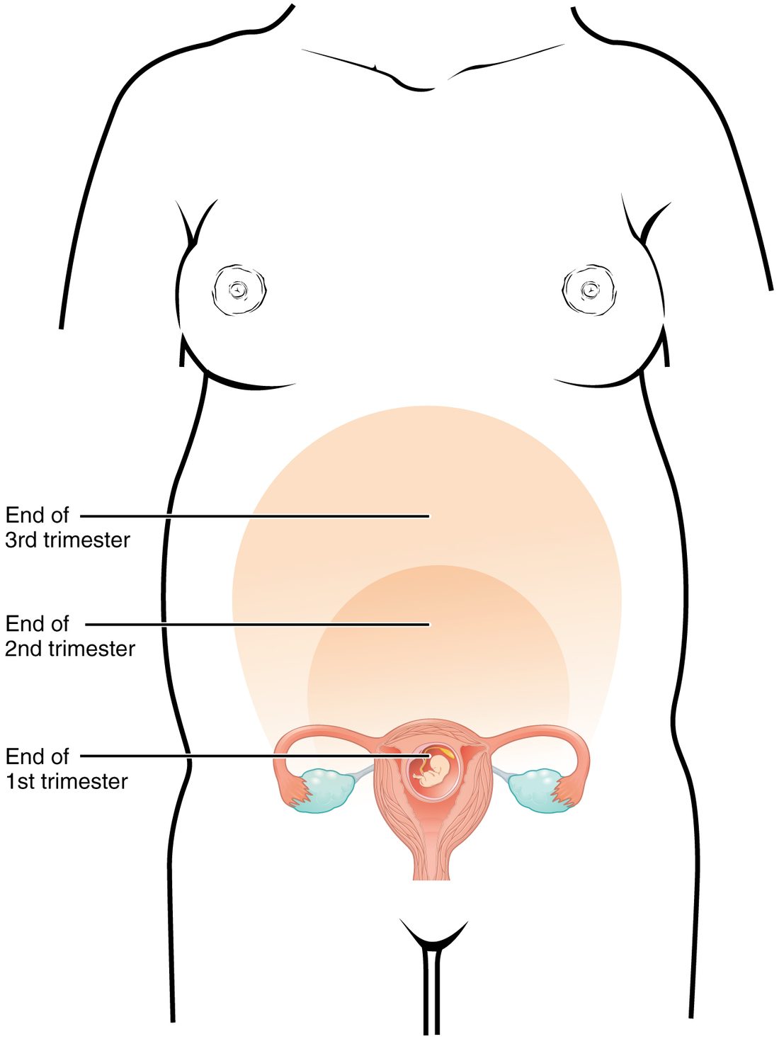 A front-view outline of a woman's torso with the uterus, uterine tubes and ovaries drawn in the pelvis, a small fetus inside the uterus. Two larger shaded shapes rise from the pelvis: a middle one reaching just above the navel and a large one reaching up toward the lower ribs. Three labels at the left mark the three outlines as the end of the first, second and third trimesters.