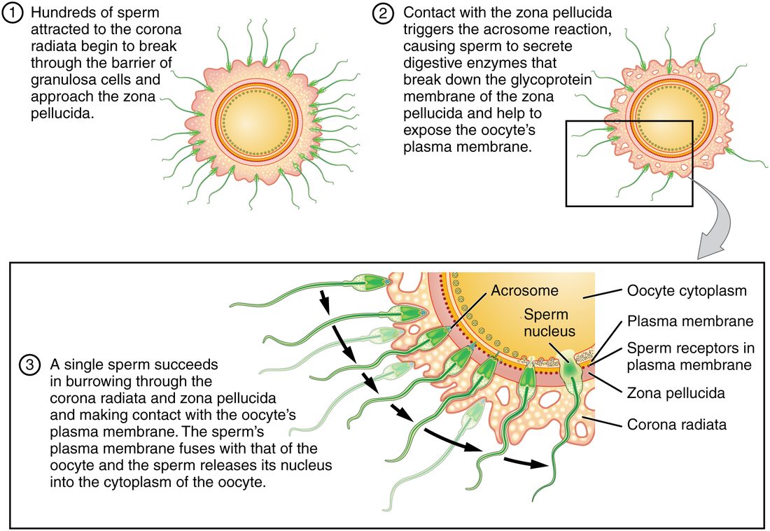 Three numbered drawings. Top left: a round yellow oocyte ringed by a fuzzy pink layer of cells, with many green sperm pointing inward through that layer toward a thin clear band around the oocyte. Top right: the same view, with holes opening in the pink layer as sperm release enzymes against the clear band. Bottom, an enlarged boxed view: several sperm tunnel through the pink cell layer; their caps of enzymes are released at the clear band; one sperm has crossed the band and its head has merged with the oocyte's membrane, its nucleus entering the yellow cytoplasm. Labels mark the acrosome, sperm nucleus, oocyte cytoplasm, plasma membrane, sperm-binding proteins in that membrane, the clear band and the outer cell layer.